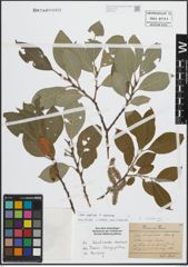 Foto von Salix caprea L. x Salix cinerea L.